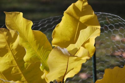 Magnolia macrophylla ssp. ashei - šácholan velkolistý - podzimní listy
